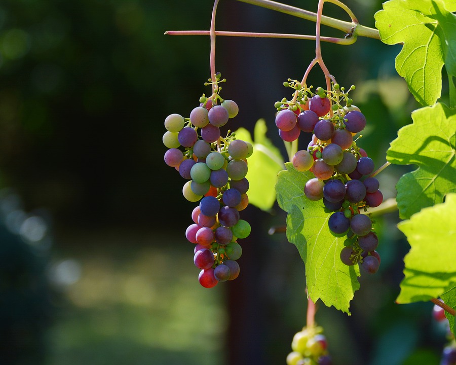 grapes-1659118_960_720